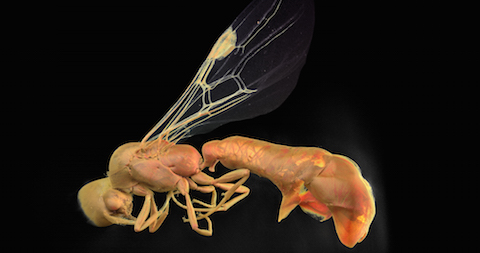 Full Ant Profile