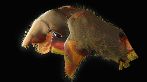 Abdomen Profile