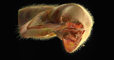 Abdomen Underside